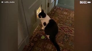 Feline has fun playing with cat flap