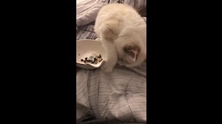 Cat Tries To Bury Smelly Food