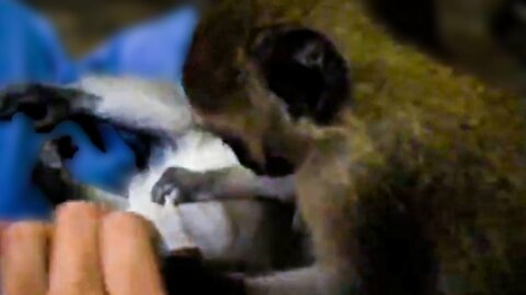 Rescued baby monkey wants to help groom her friend