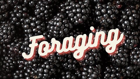 Foraging for Wild Blackberries- It's Pickin' Time!- Reloaded