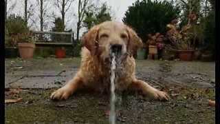 Epic battle between a dog and a water gun