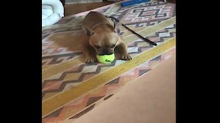 French Bulldog Howls Together With A Squeaky Toy