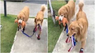 Cani portano a spasso il loro amico pupazzo