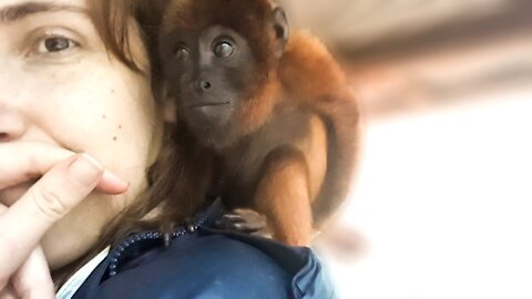 Orphaned howler monkey makes the most adorable noises