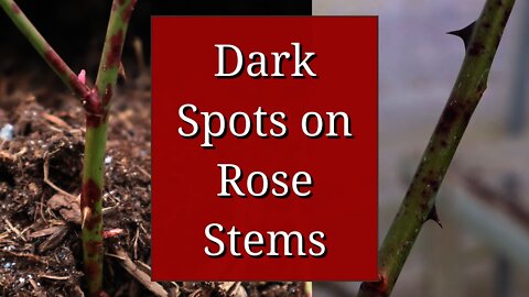 Dark Spots on Rose Stems 