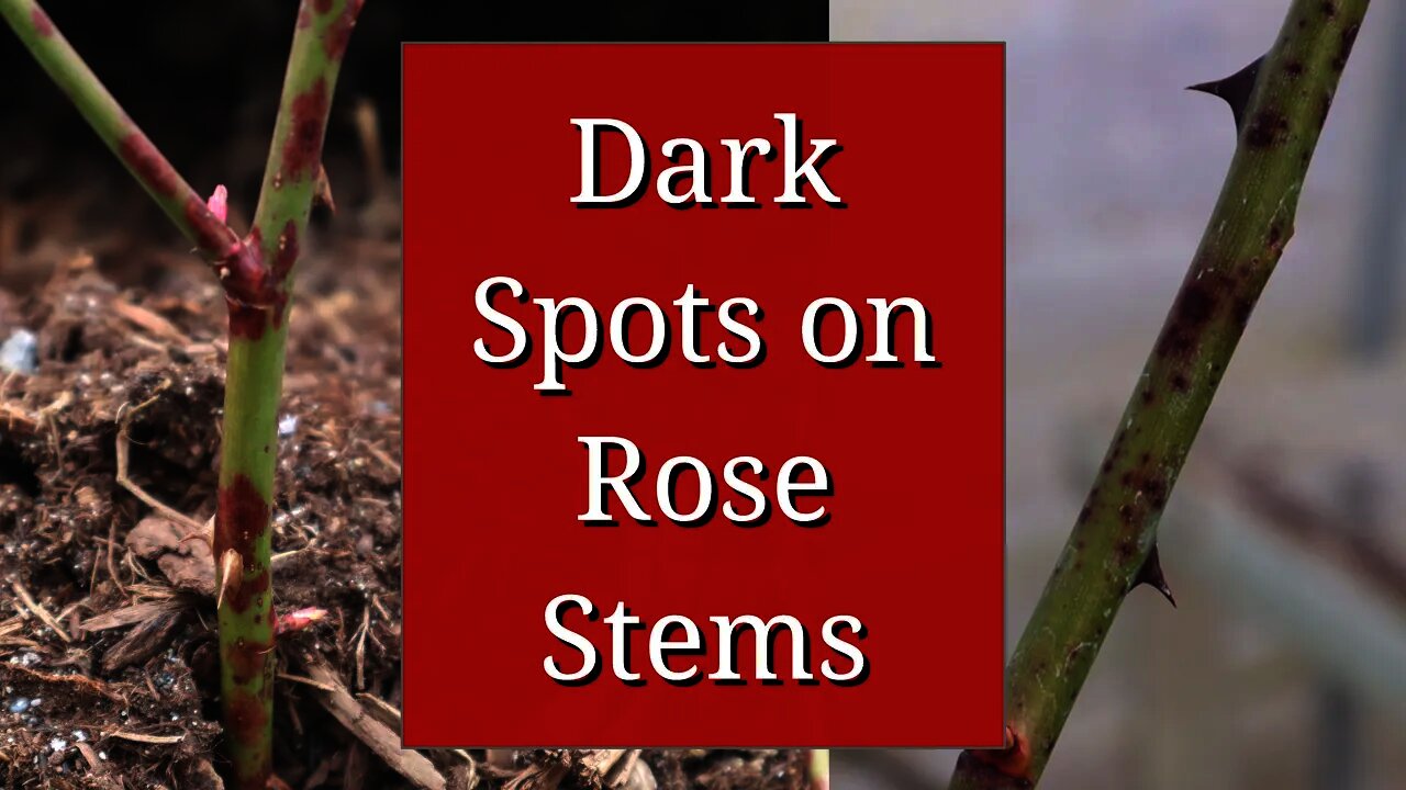 ROxLc.qR4e Small Dark Spots On Rose Stems 