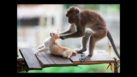 Funniest Monkey Annoying Cat Videos Compilation ||NEW Full HD