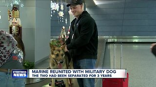 Marine reunited with Military Working Dog after 3 years apart