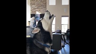 These huskies are so excited that they just can't stop screaming