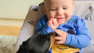 Adorable friendship between dog and baby