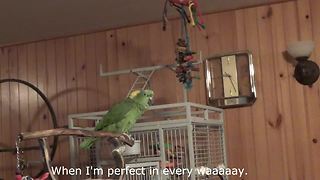 Parrot sings his rendition of classic country song