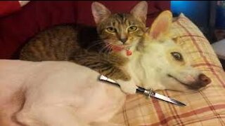 Funny cat videos that went viral