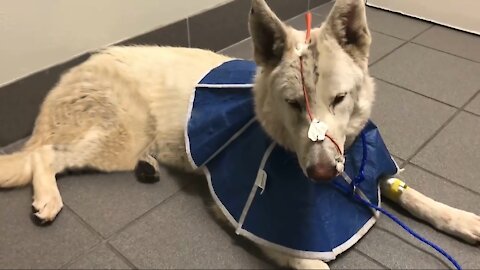 Dog miraculously rescued after getting hit by car