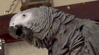 Talkative parrot teases his owner in funniest way possible