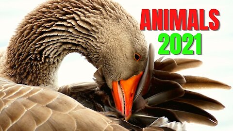 ANIMALS, MISCELLANEOUS 2021 THE MOST BEAUTIFUL!! CHECK