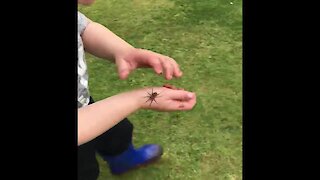 Fearless toddler picks up massive spider
