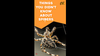 Top 4 Facts About Spiders *