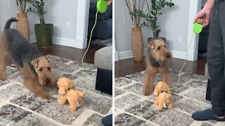 Dog gets very jealous of a toy dog taken for a walk