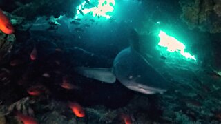Intimidating sharks block scuba divers' exit from underwater cave