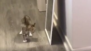 Kitten freaks out at reflection in mirror