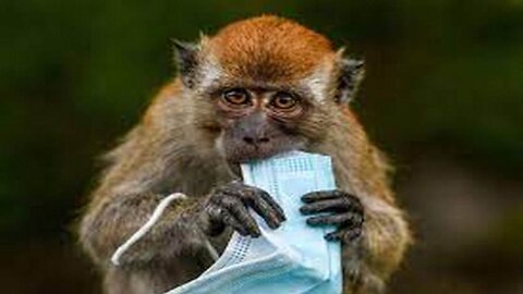 Monkey business over monkey pox!