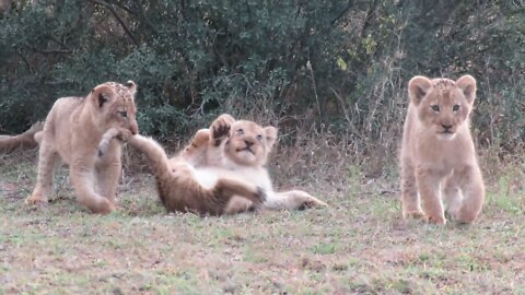 Adorable lion cub pulls brother's tail when mom isn't looking
