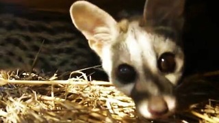 Rescued baby genets are curious about the camera