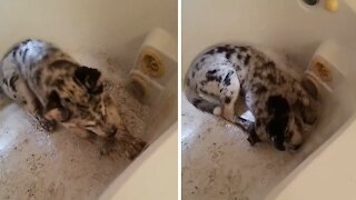 Extremely dirty puppy hilariously protests bath time