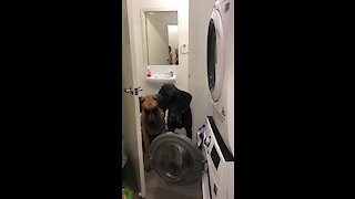 This doggy refuses to walk past the washing machine door