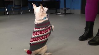Winter gear for your pets