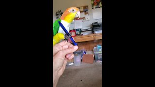 Parrot playing with a pen learns to imitate clicking noises