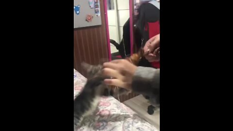 Kitten is fighting with girl over a piece of meat!.mov