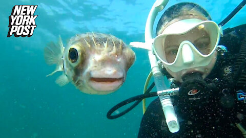 Puffer fish snaps a selfie with lucky diver