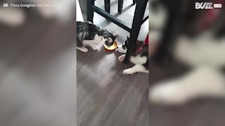 Gato e cão lutam por tigela de comida!