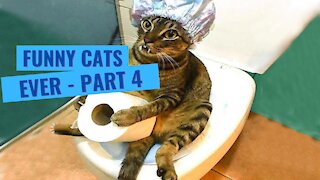 Funniest Cats Ever - Part 4
