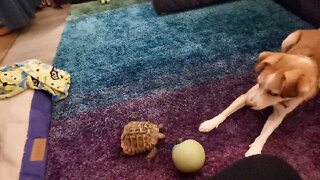 I SHELL CATCH YOU! TENACIOUS TORTOISE CHASES DOG AROUND LIVING ROOM