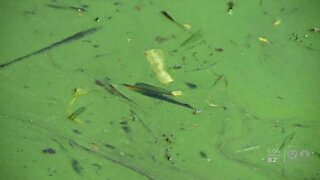 Algae issues getting worse, Palm Beach County residents say