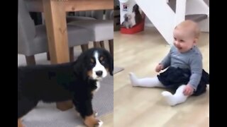 Cute child want to meet his Adorable puppy !