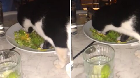 Fancy cat casually enjoys dinner at nice restaurant