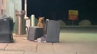 Adorable Bear Gets Caught Searching Through Garbage