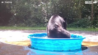 Ces ours s'amusent dans une piscine et jouent à la balle!