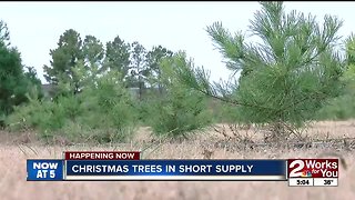 Christmas trees in short supply