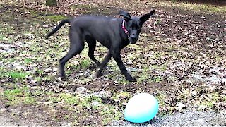 Great Dane puppy is terrified of balloon, then gets the zoomies