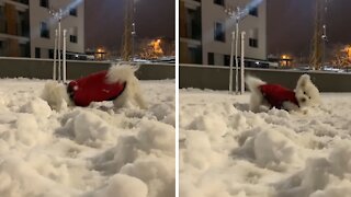 Happy dog enthusiastically plays in the snow