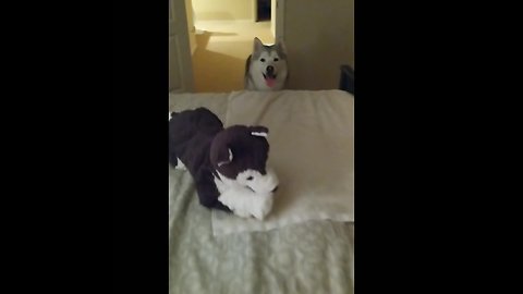 Husky only gets on bed after favorite toy is in place