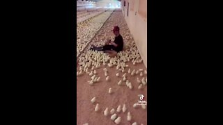 Thousands of baby chickens flock to their caretaker