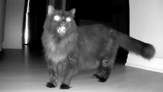 Cat screams at night after owner moves