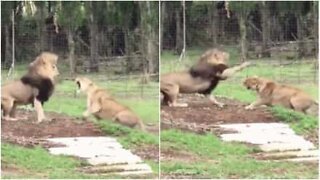 Scary moment a couple of lions have an argument