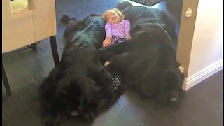 Little girl lies on her dream bed of giant puppies