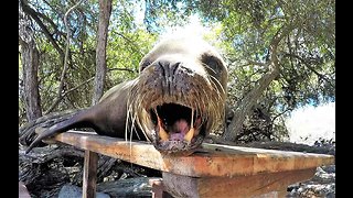Grumpy sea lion warns tourist to pick another picnic table